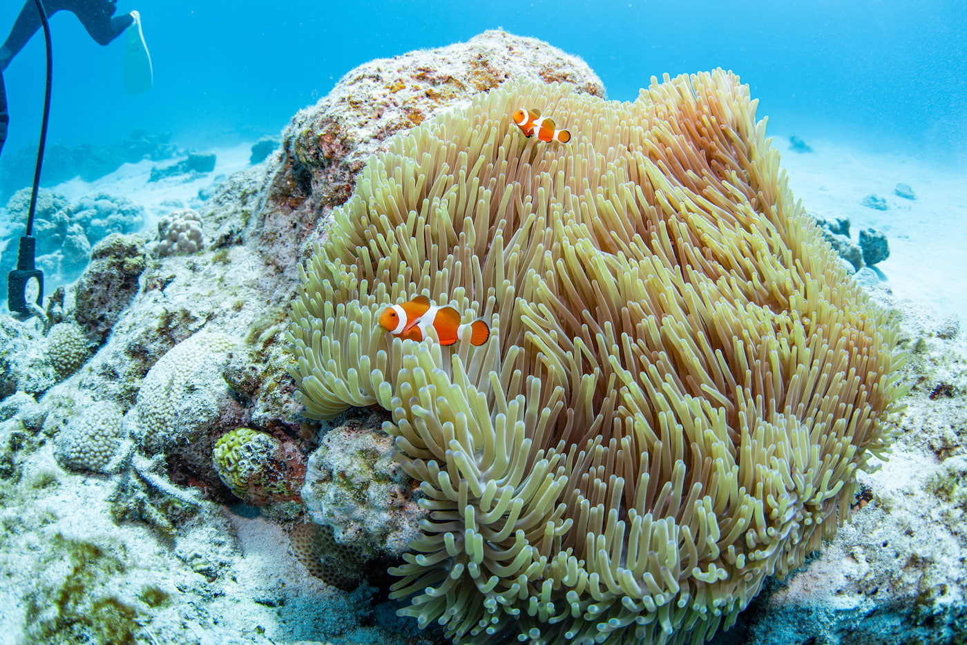 clownfish