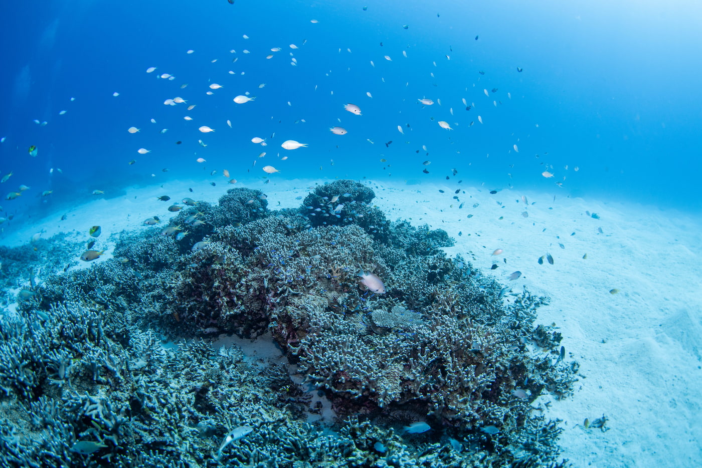 Beautiful Underwater Scenery in the Kerama Islands