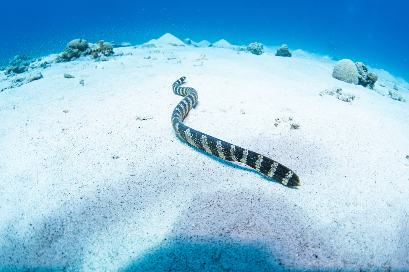 a sea snake