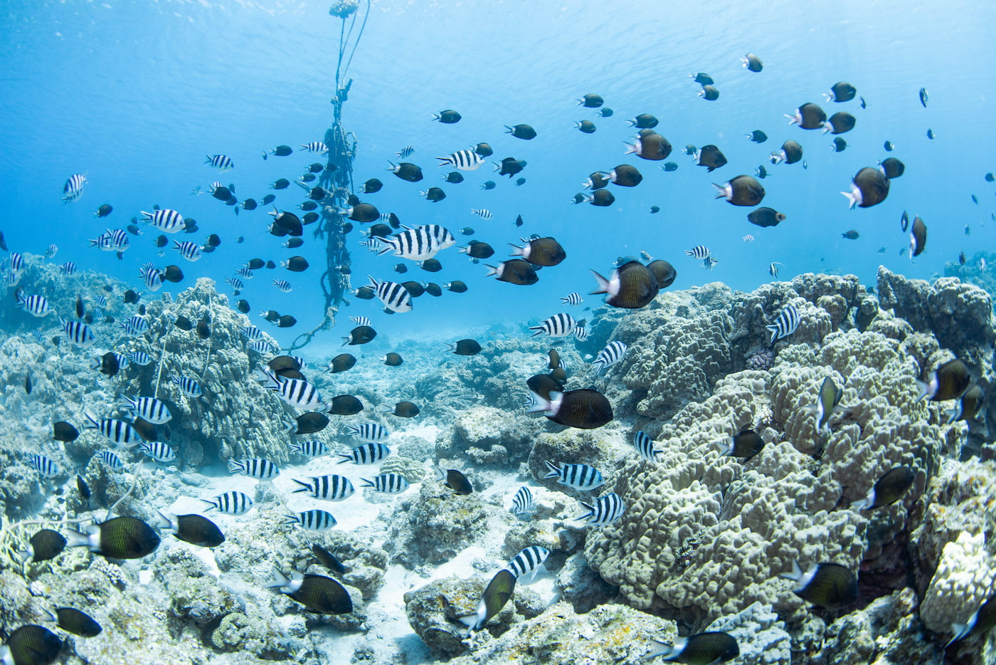 school of fish