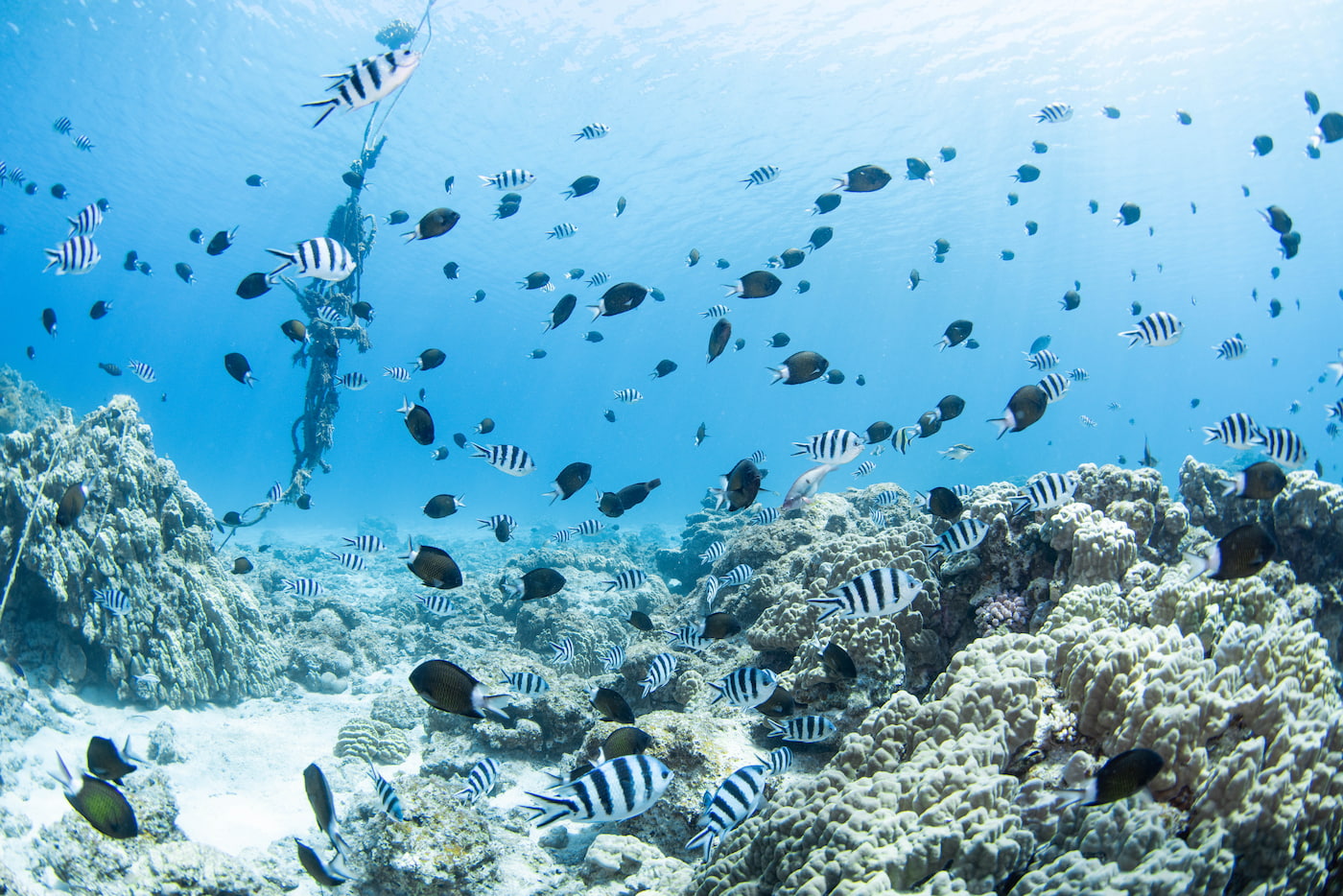 school of fish