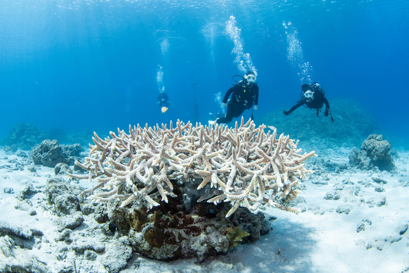 coral reef and guests