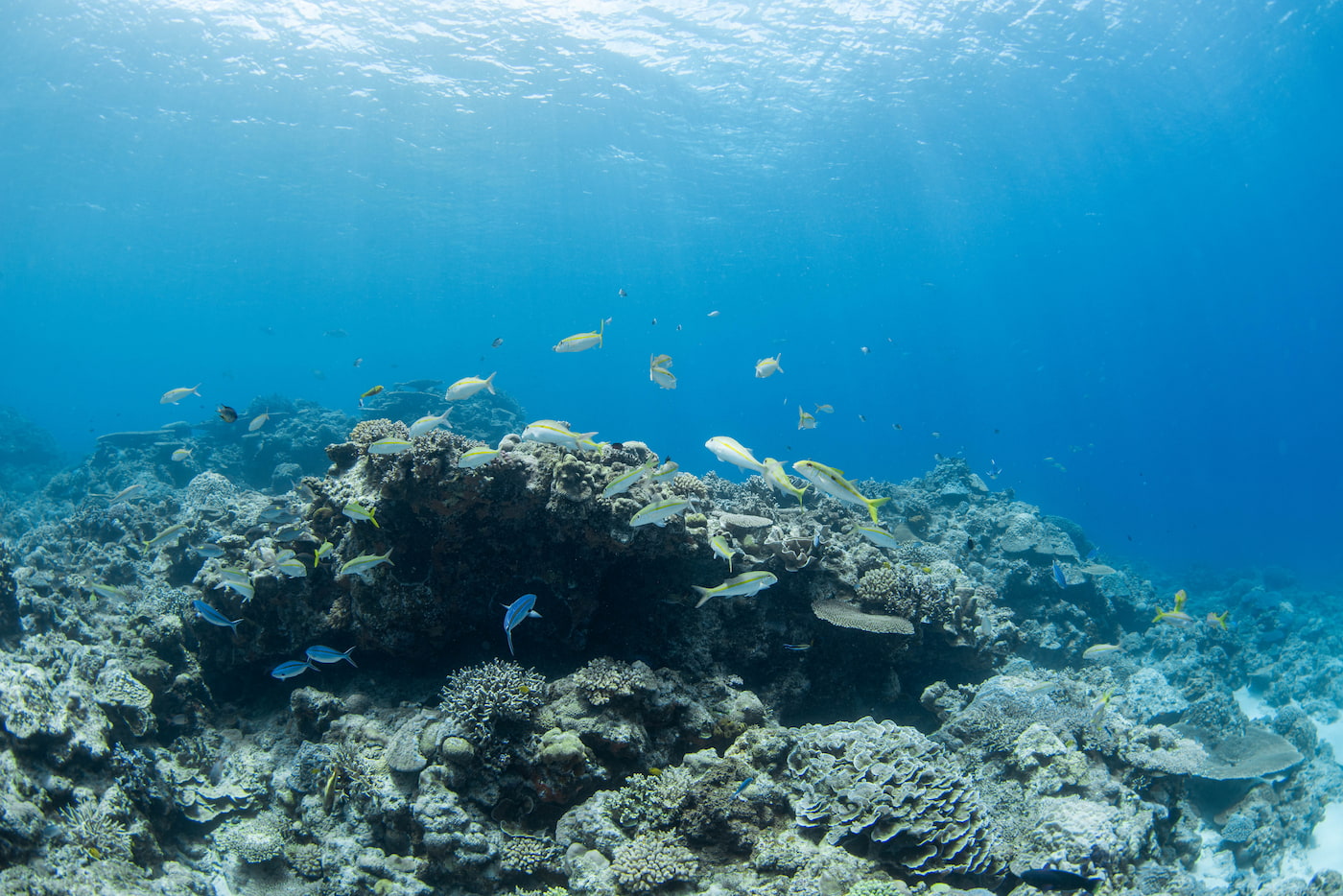 Beautiful Underwater Scenery in the Kerama Islands