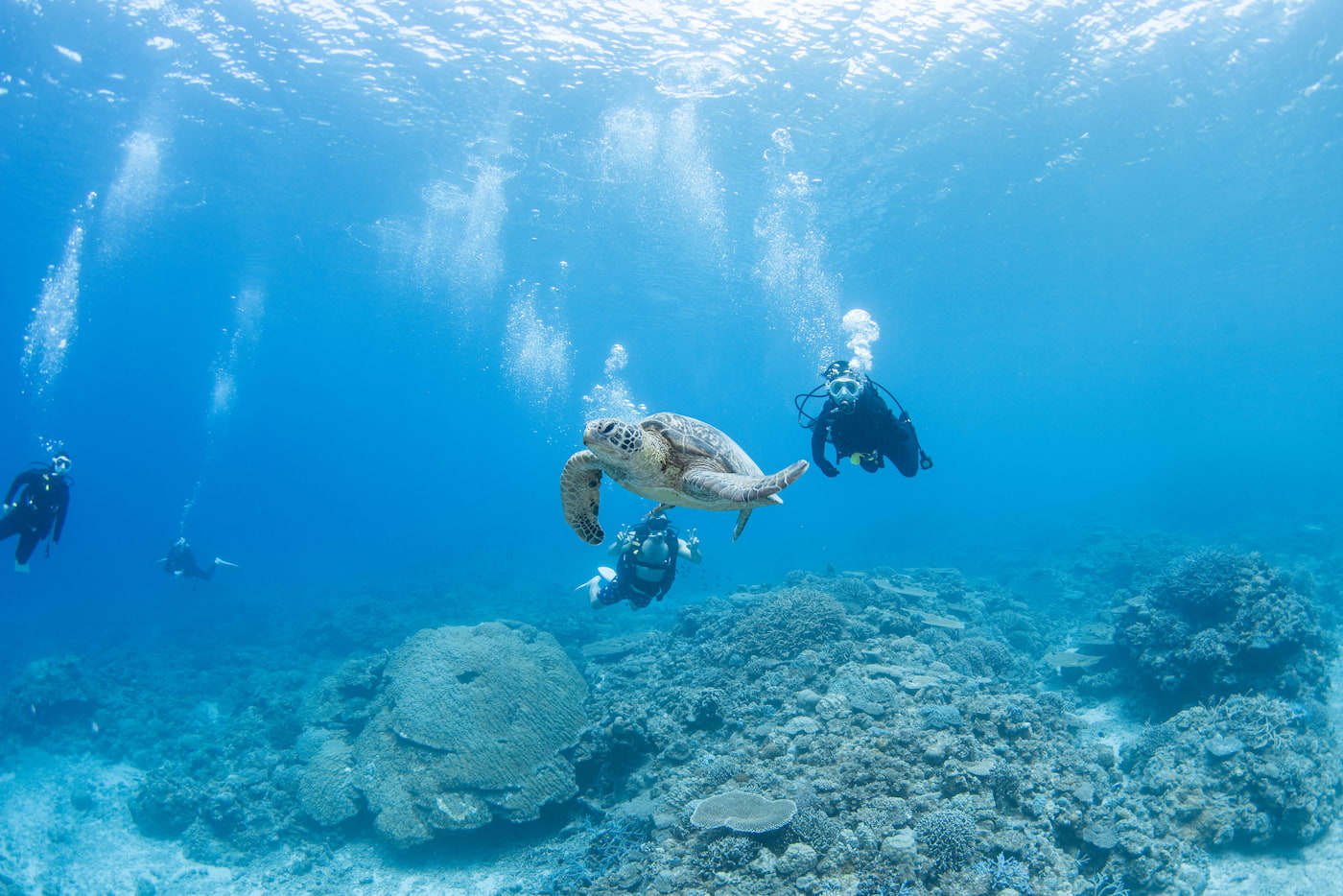 sea turtle and guests