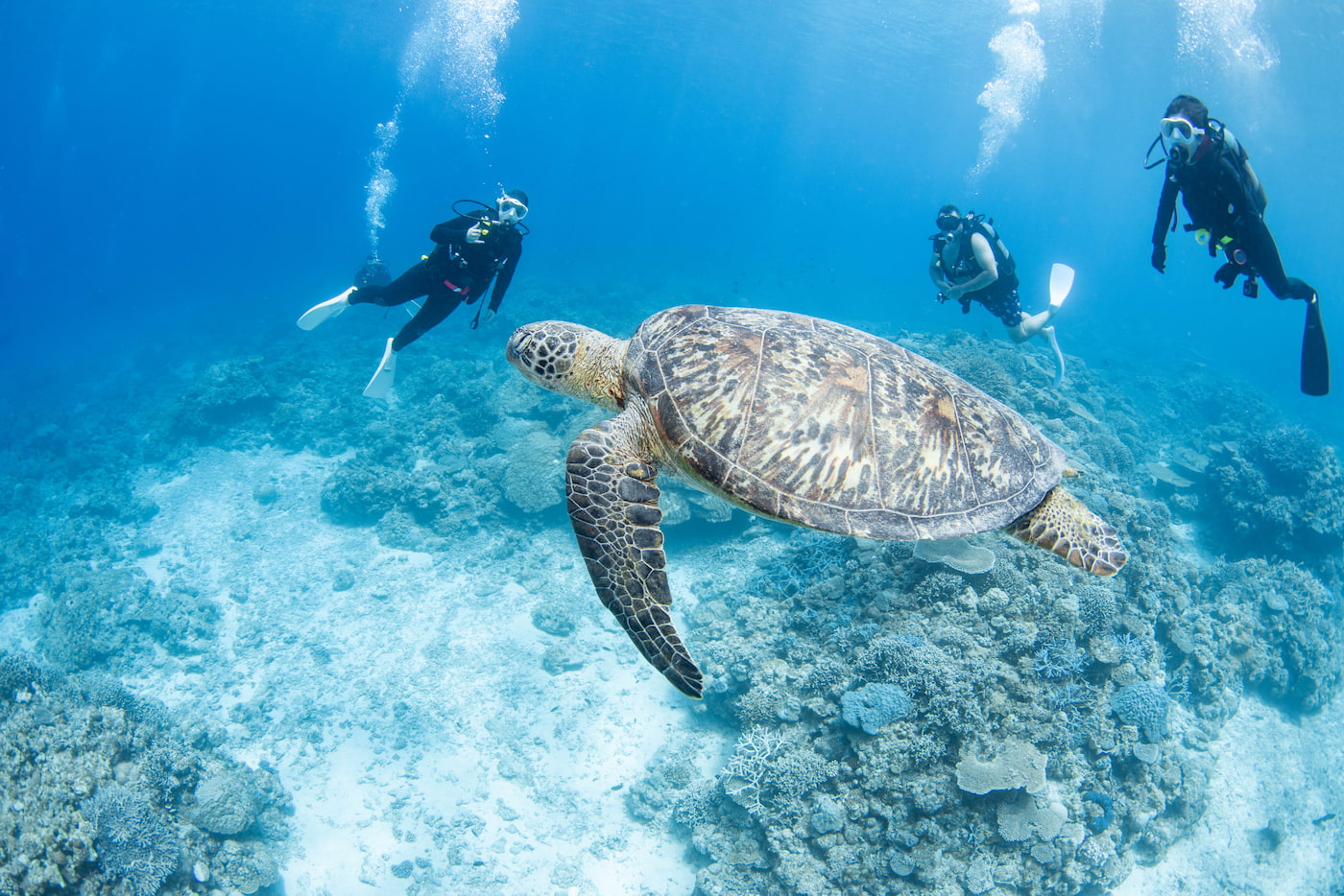 sea turtle and guests