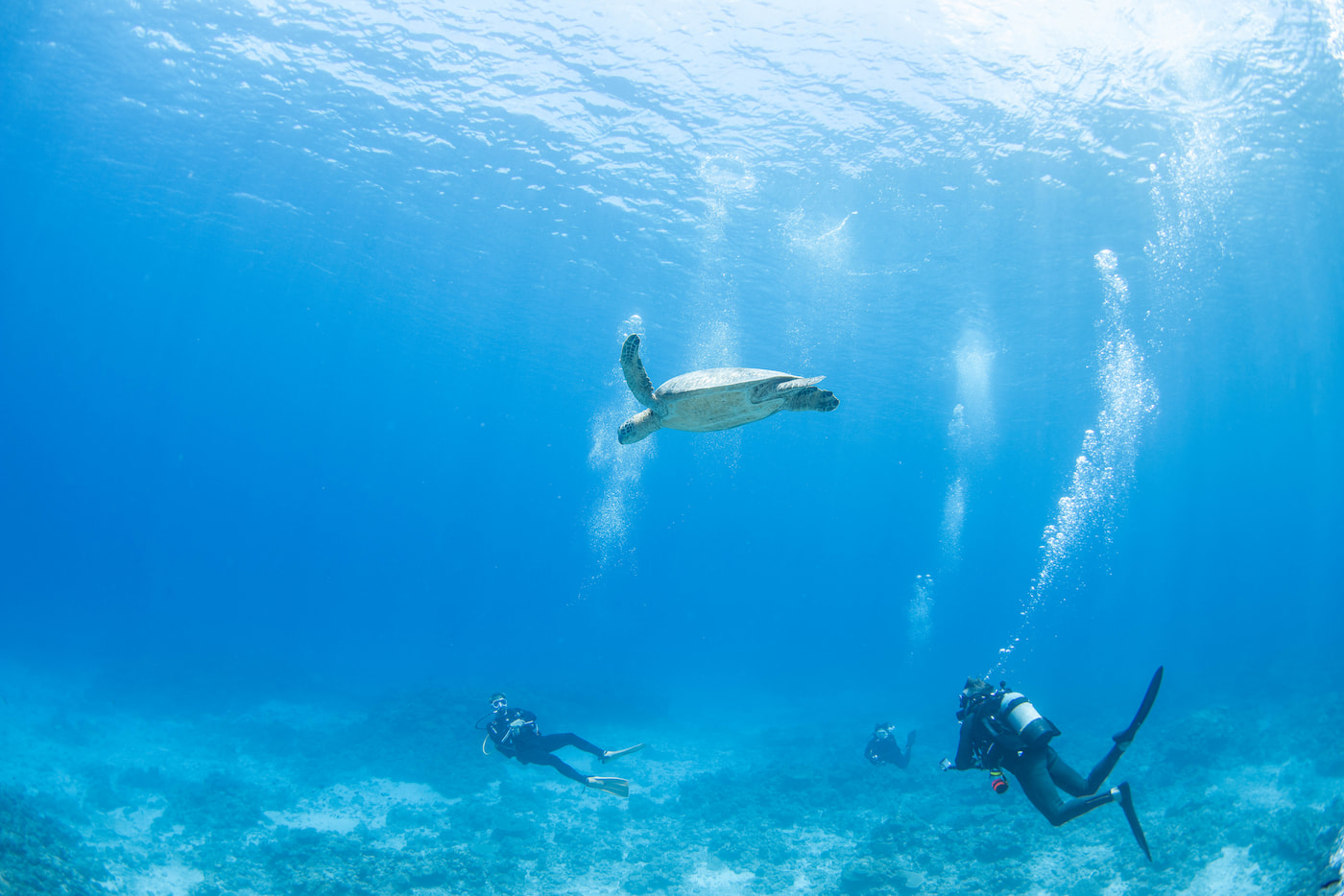 sea turtle and guests