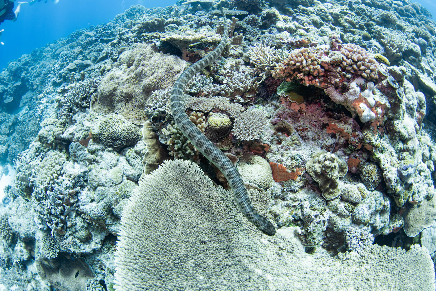 a sea snake