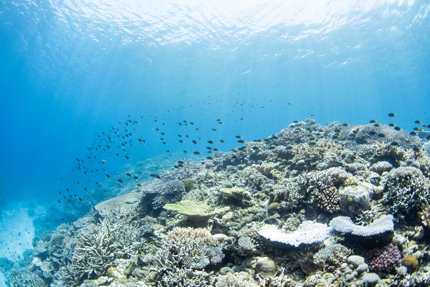Beautiful Underwater Scenery in the Kerama Islands