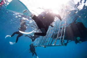 How Many Logged Dives Are Required for Diving in Okinawa’s Kerama Islands?