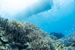 Kerama Islands vs Manza vs Blue Cave: The Differences in Okinawa Diving