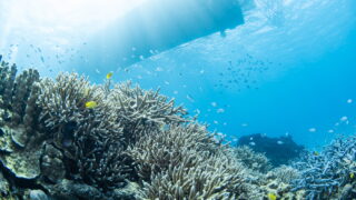 Kerama Islands vs Manza vs Blue Cave: The Differences in Okinawa Diving