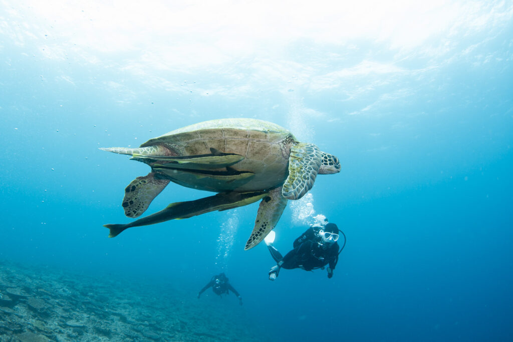 A green sea turtle photographed in Manza.
