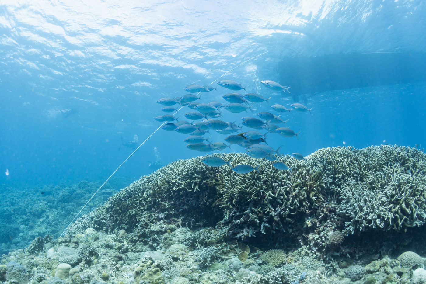 Underwater scenery at Daimaru.