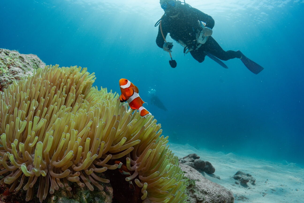 A clownfish at Touma No. 2