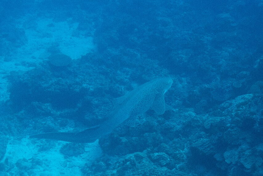 A zebra shark photographed at Cape No. 6.