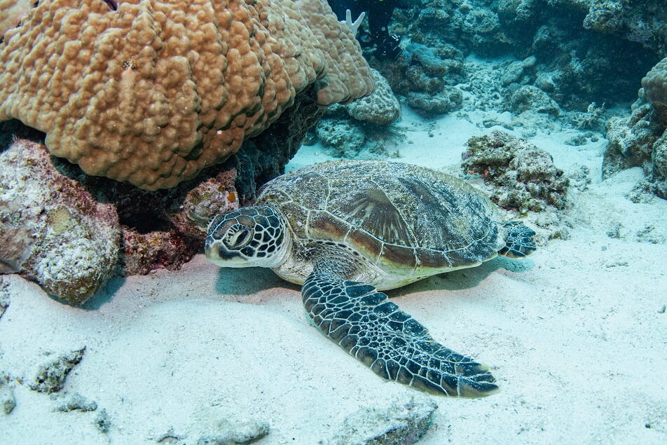 A green sea turtle photographed at Cape No. 7.