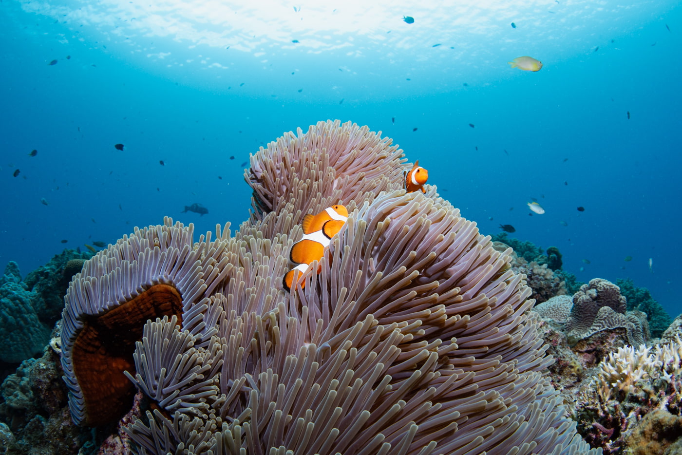 Clownfish at Daimaru.