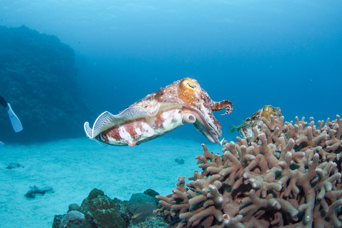 A cuttlefish at Daimaru.