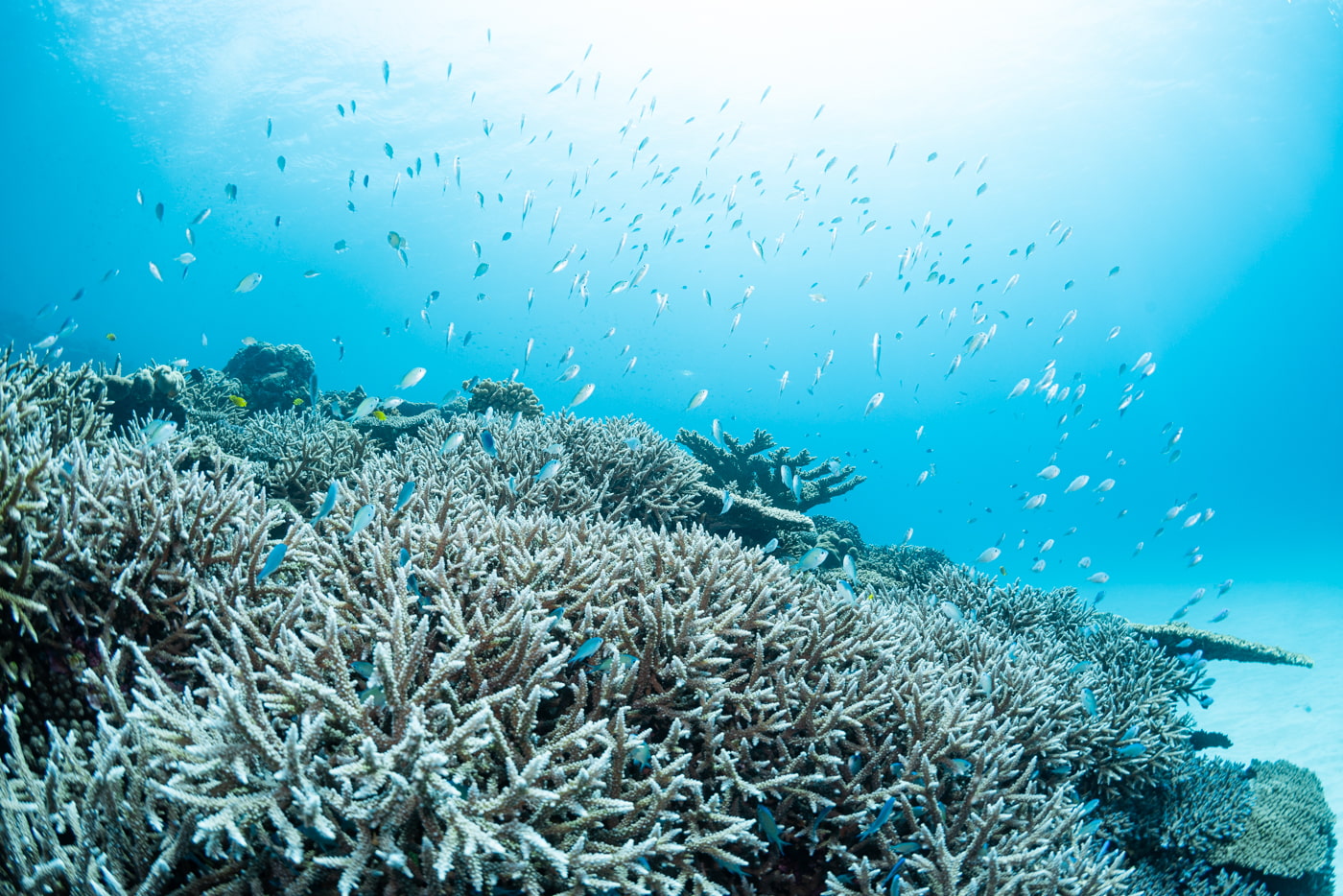 Beautiful coral reefs at Arari.