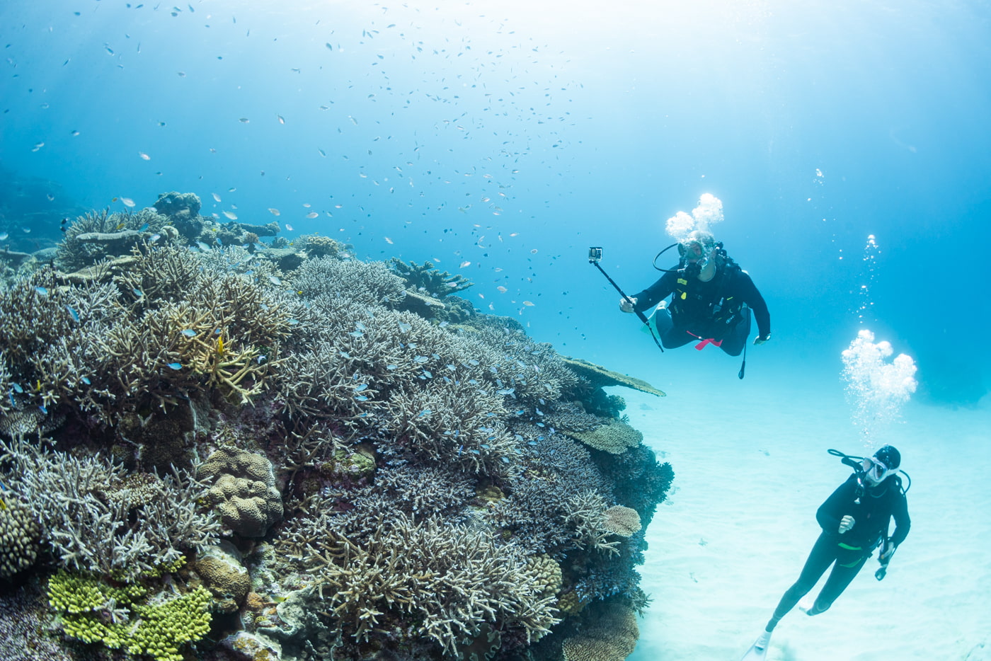 Beautiful coral reefs at Arari with guests diving.