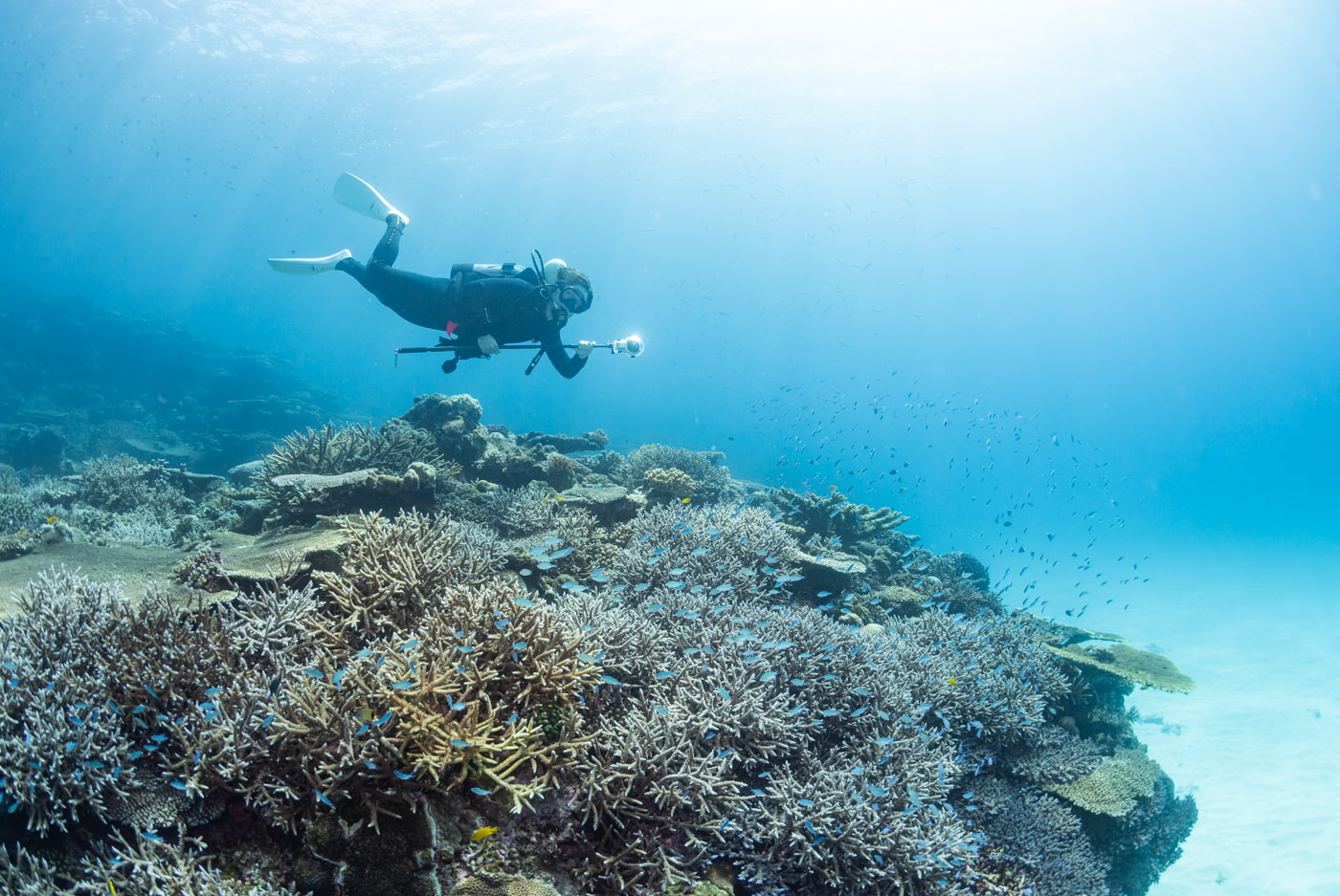 Beautiful coral reefs at Arari with guests diving.