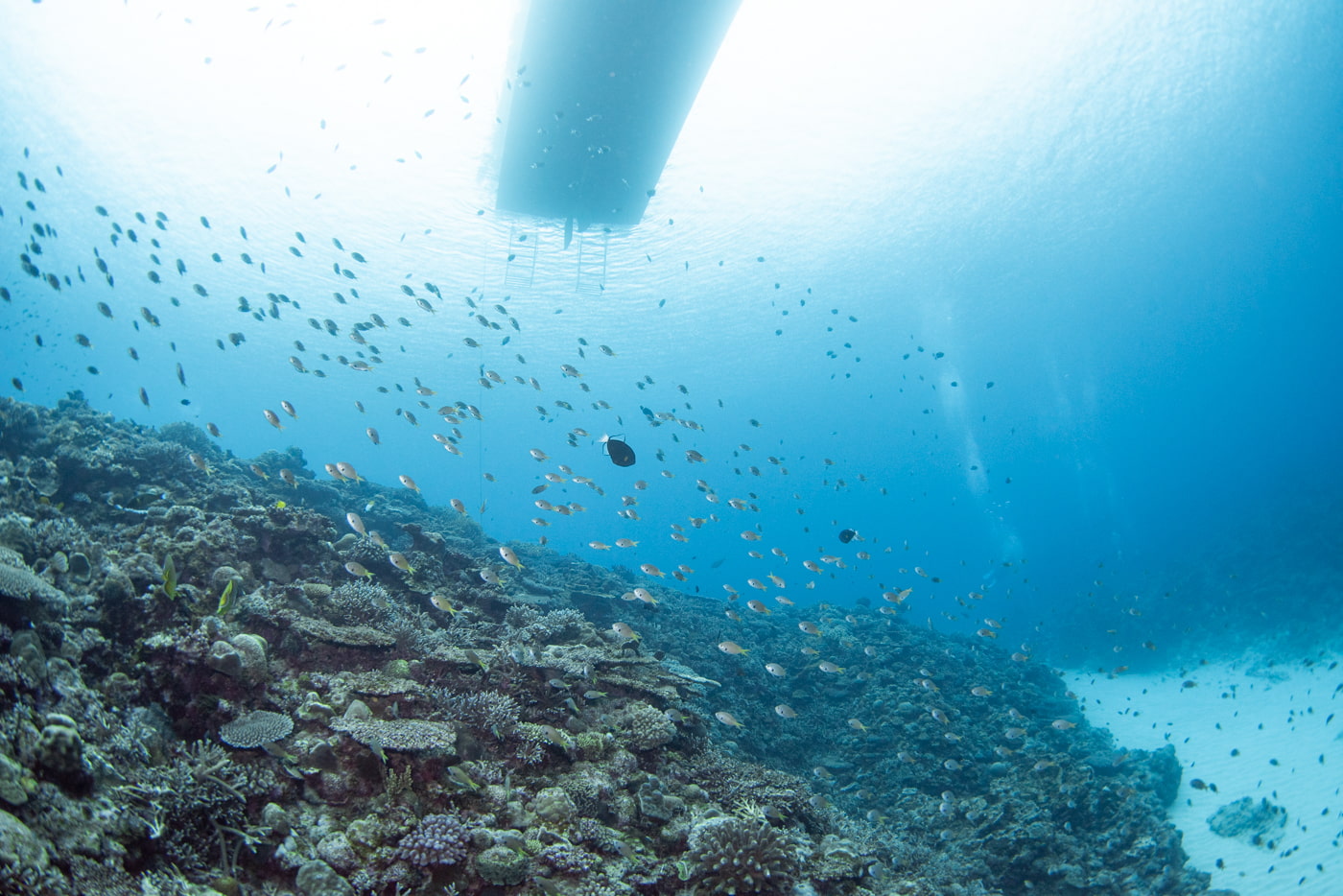 Underwater scenery at Paraiso.