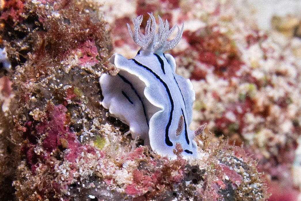 Nudibranchs / Sea slugs