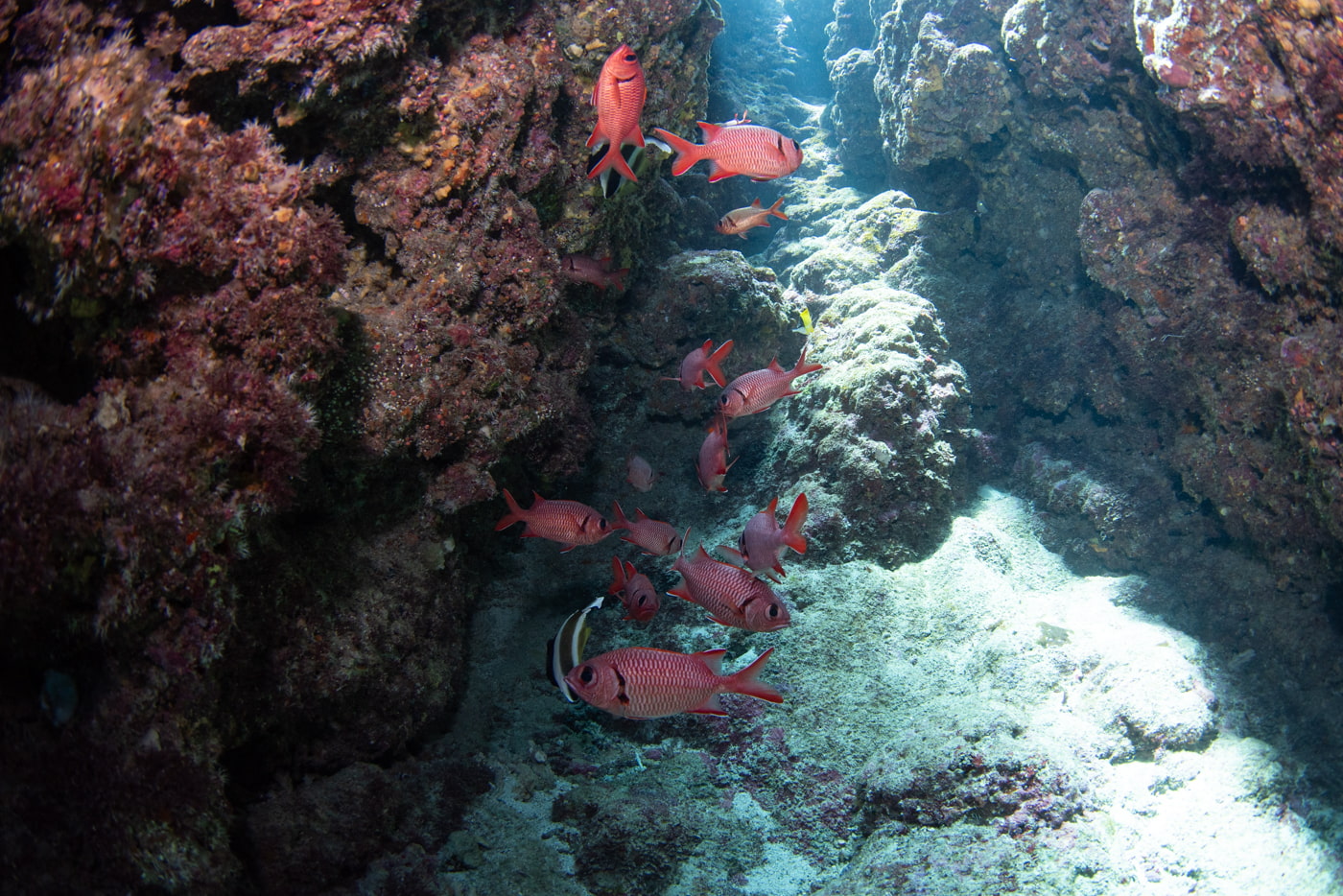 Bigeye soldierfish