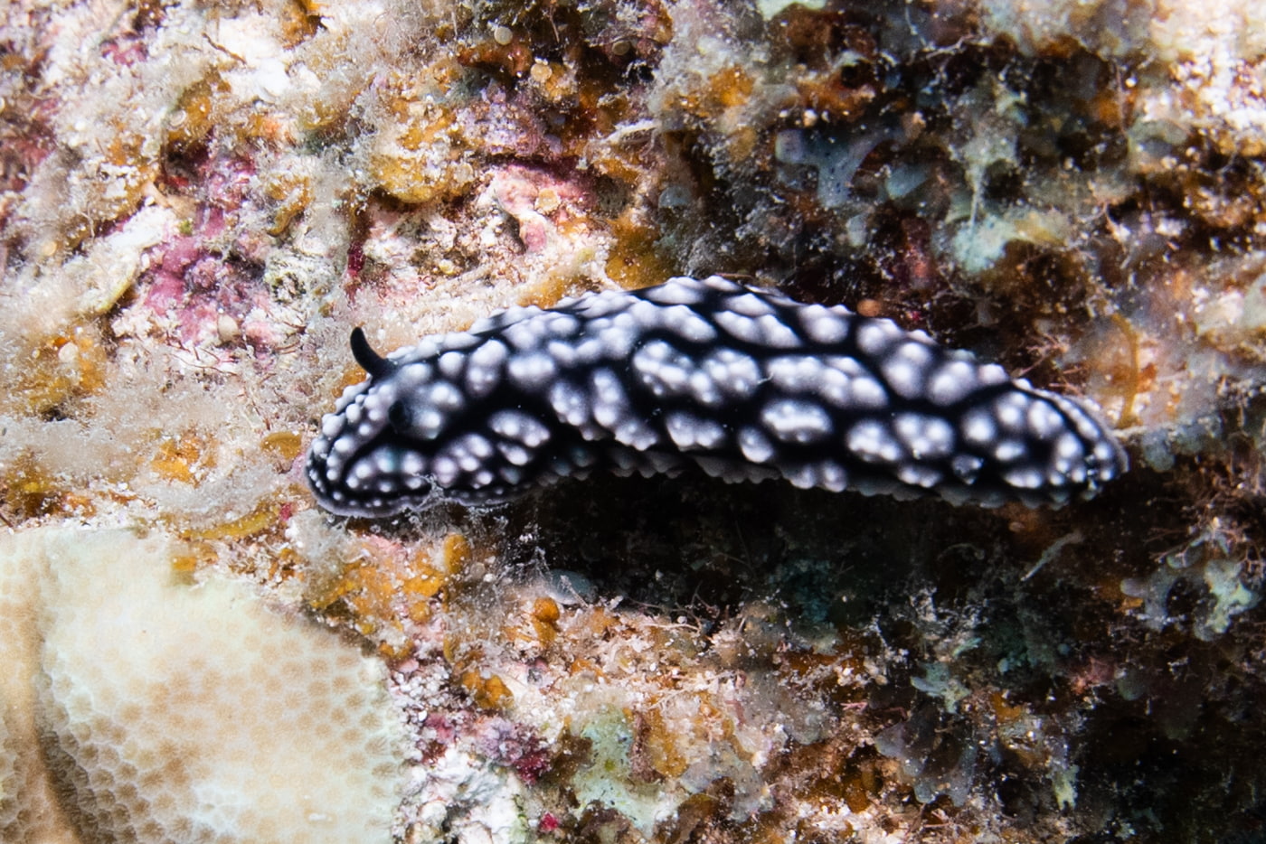 black and white sea slug