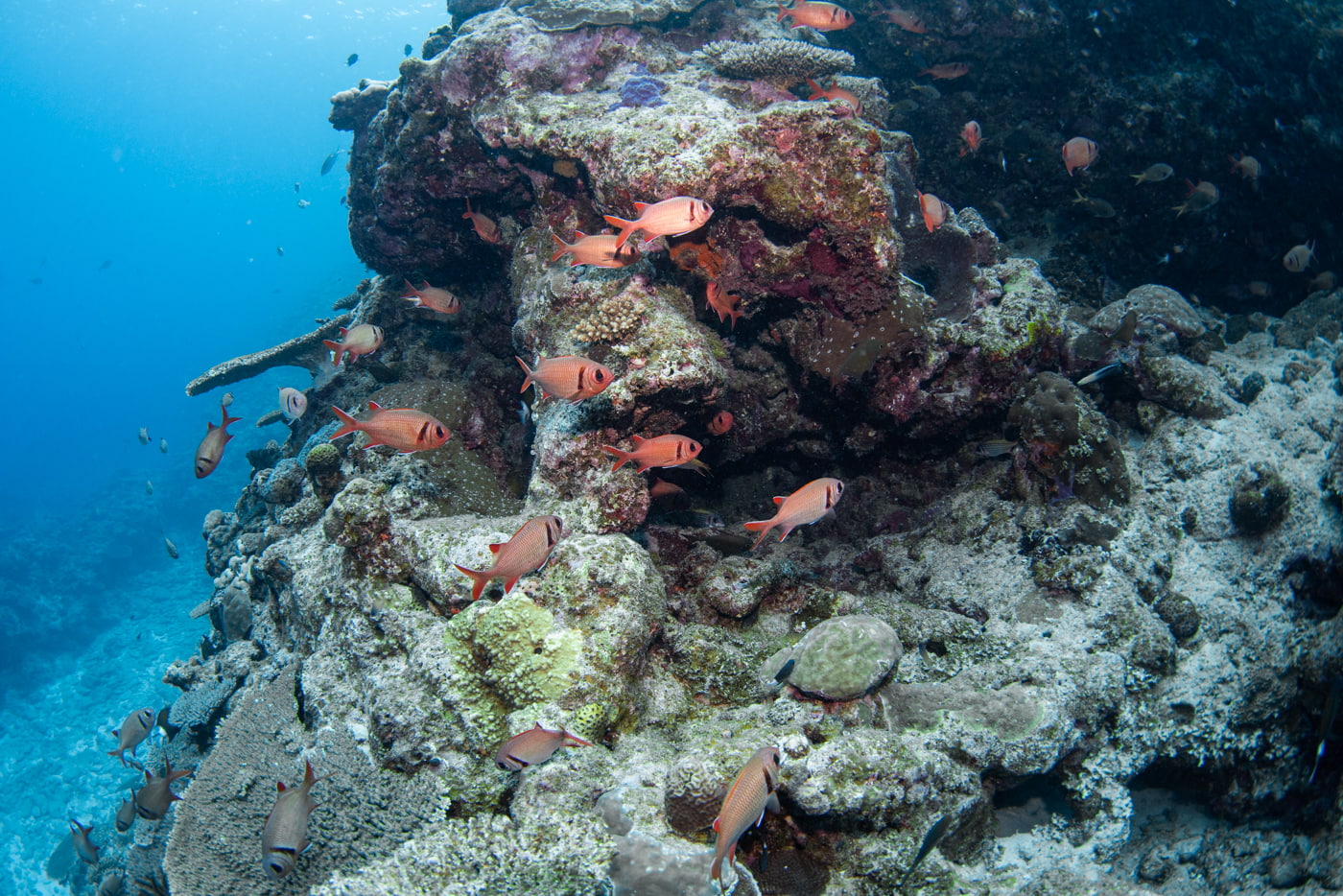 Underwater scenery
