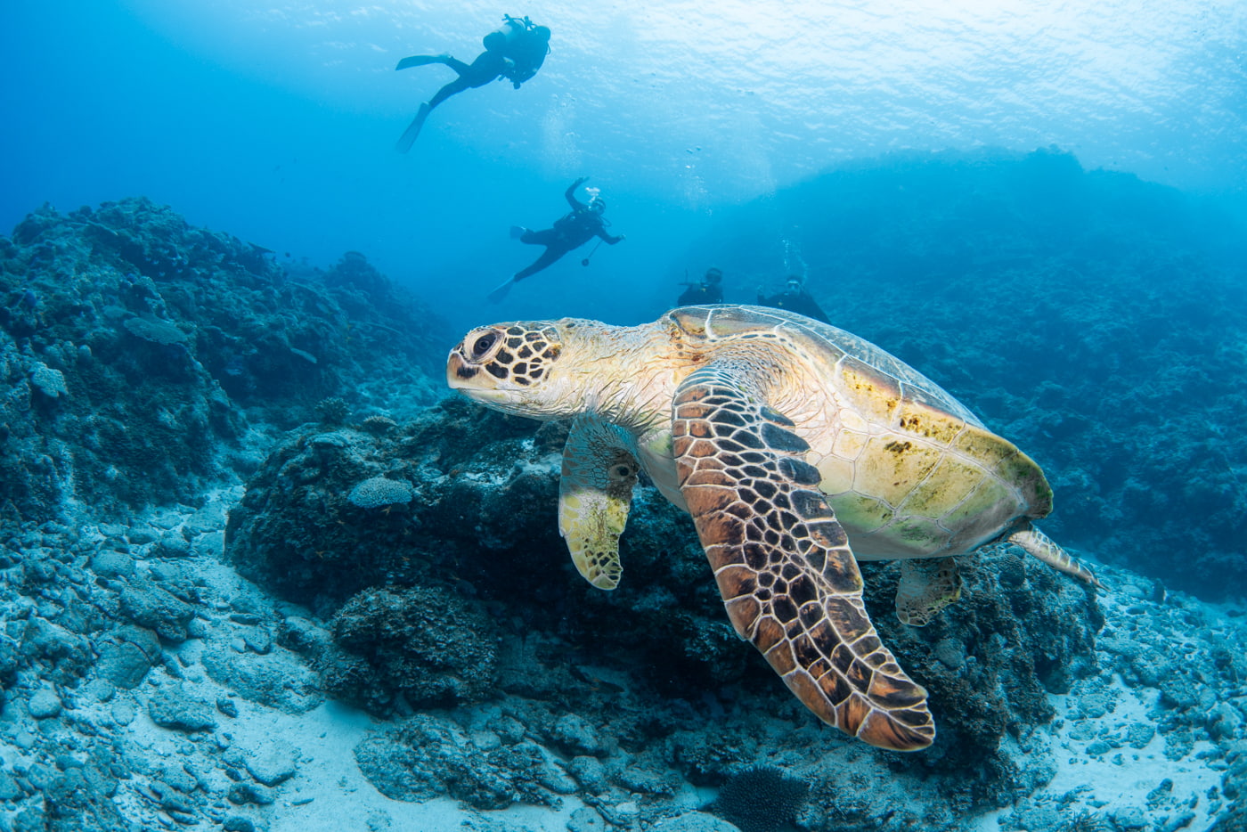 sea turtle and guests