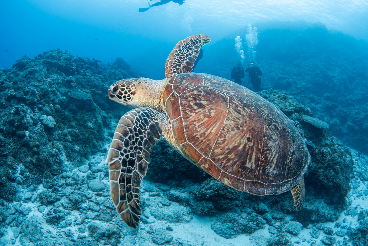 sea turtle and guests