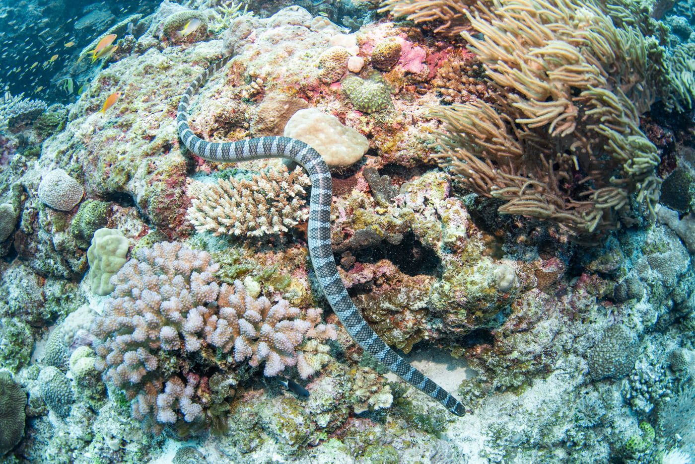 sea snake