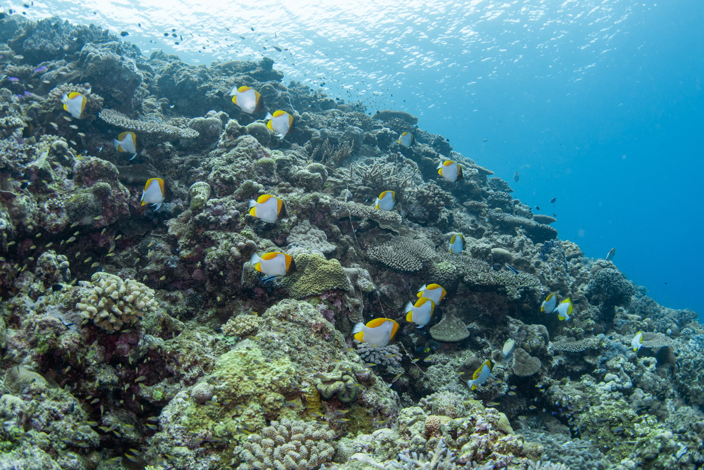 Underwater scenery