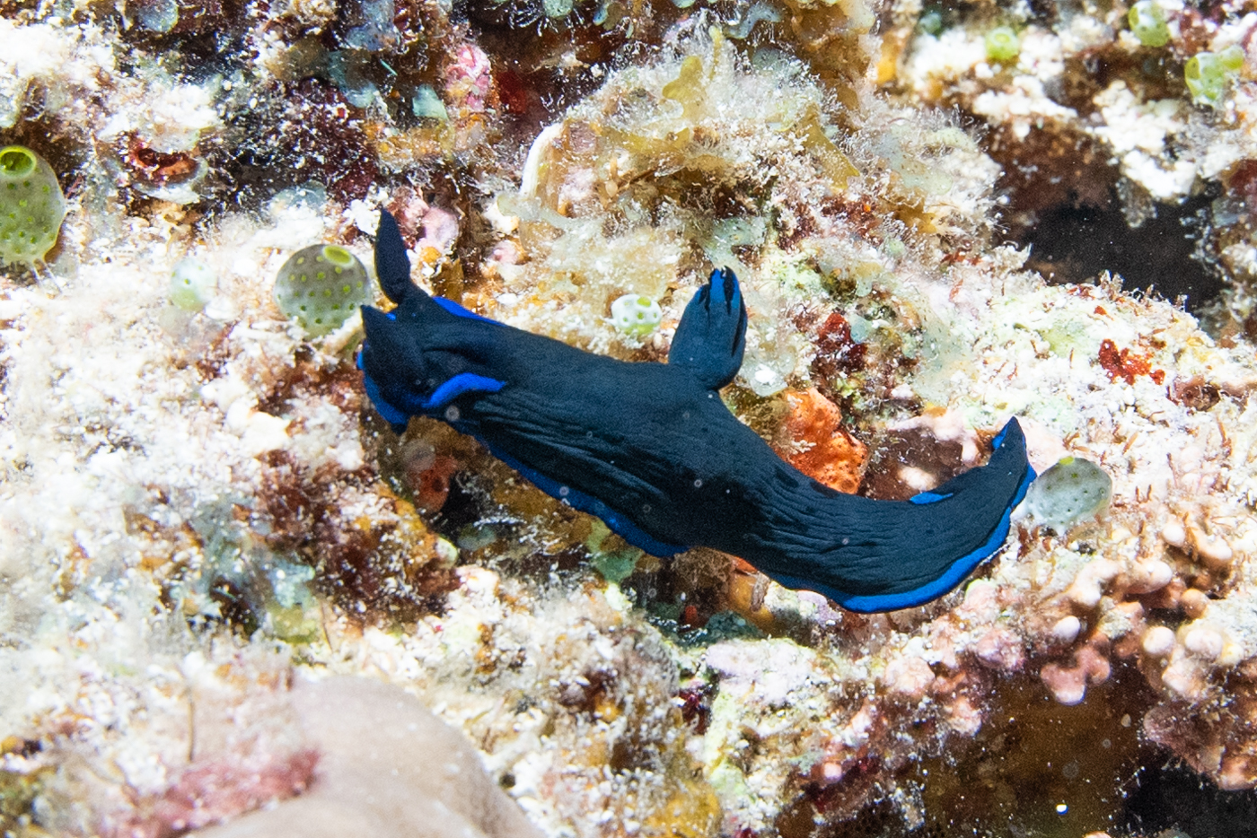 black sea slug