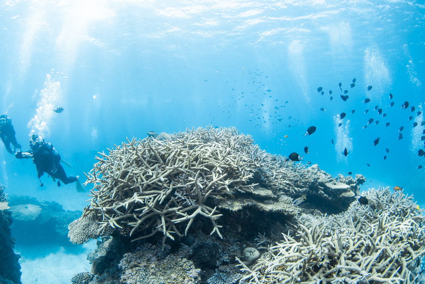Underwater scenery at Daimaru.