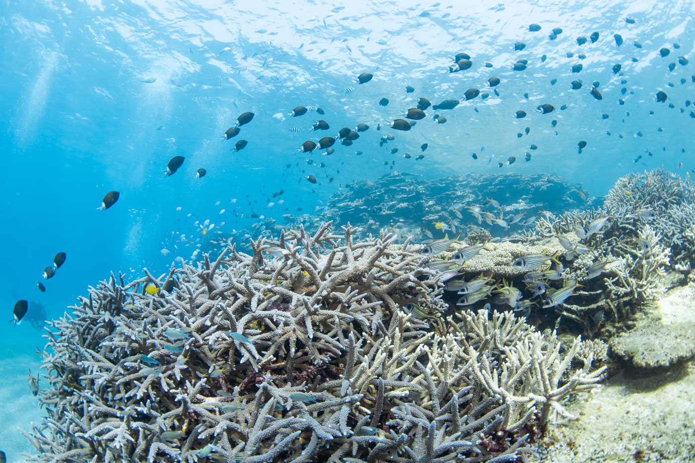 Beautiful coral reefs at Nagannu South.