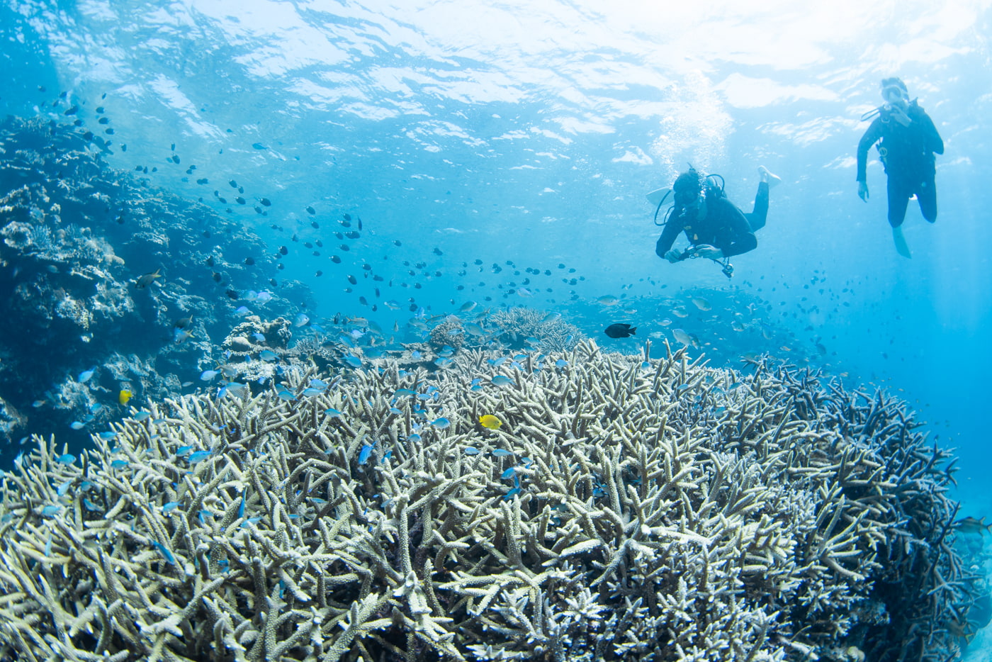 Beautiful coral reefs at Nagannu South.