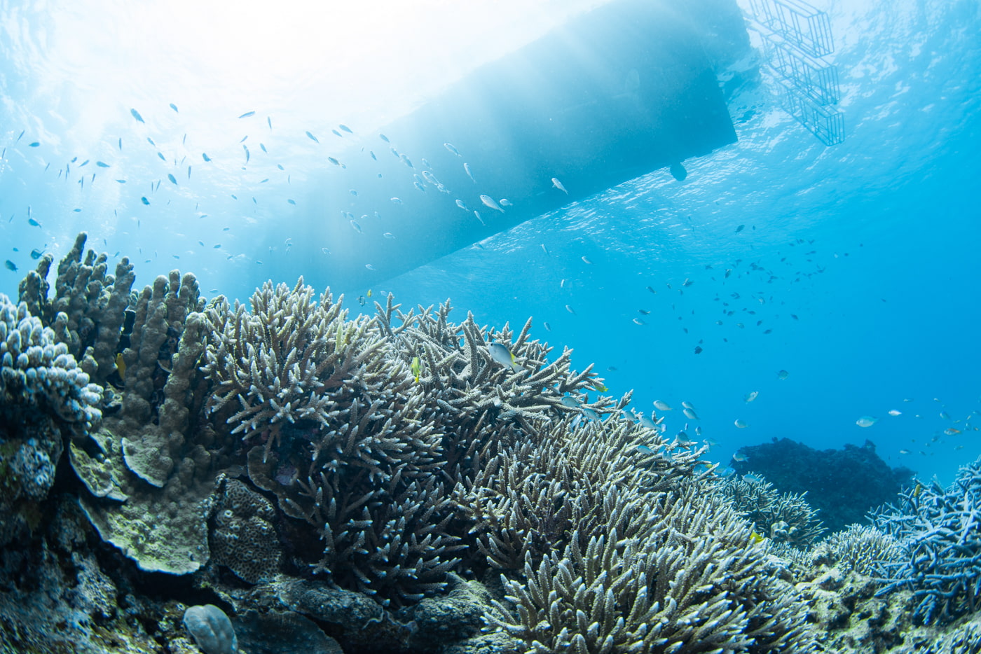 Beautiful coral reefs at Nagannu South.