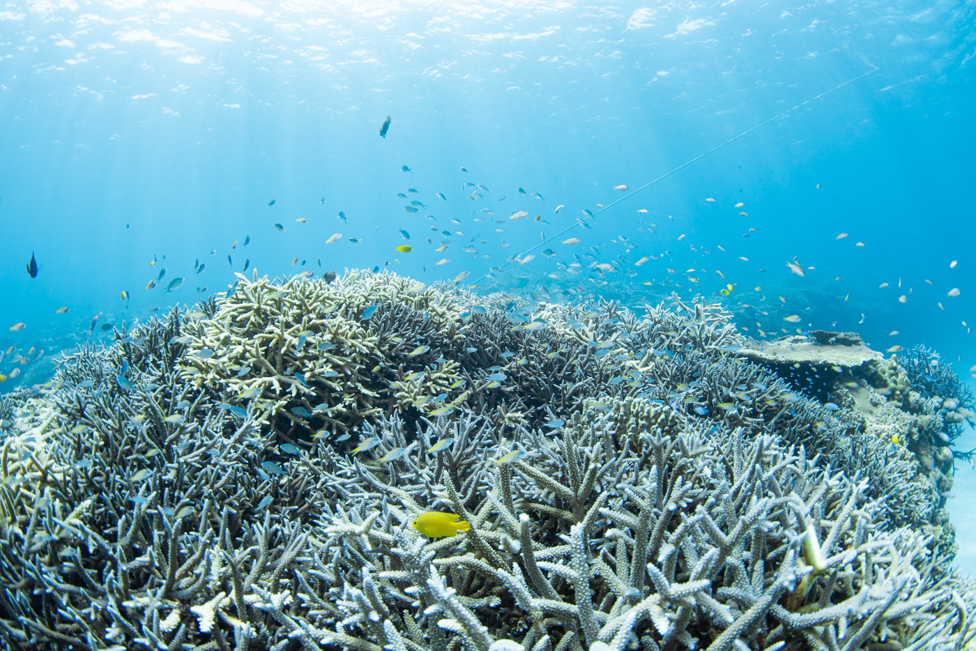 Beautiful coral reefs at Nagannu South.