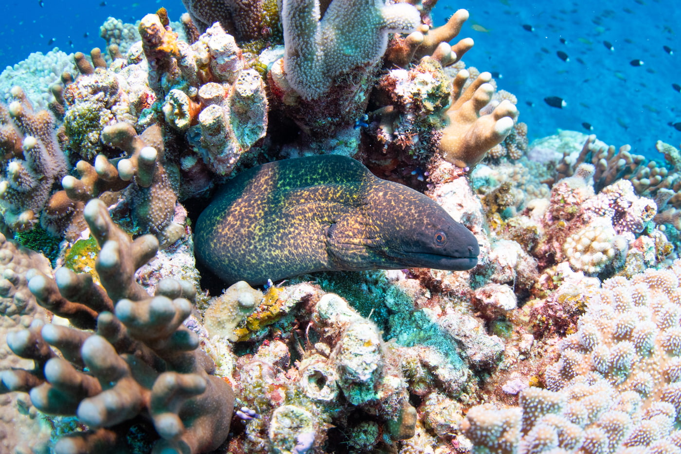 Moray eel