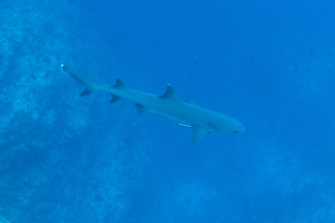 a whitetip reef shark