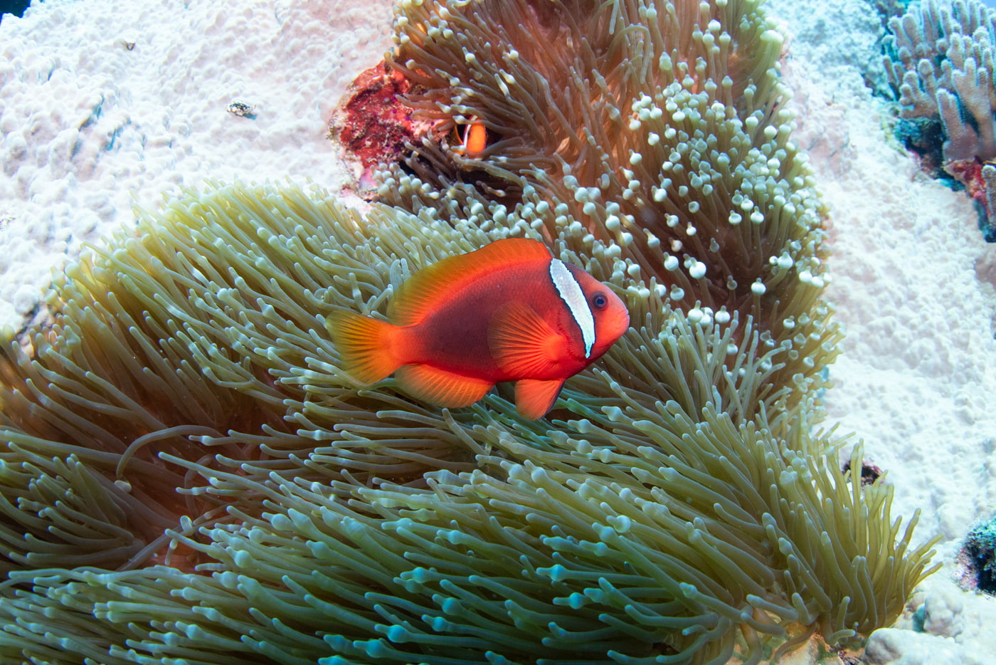 clownfish