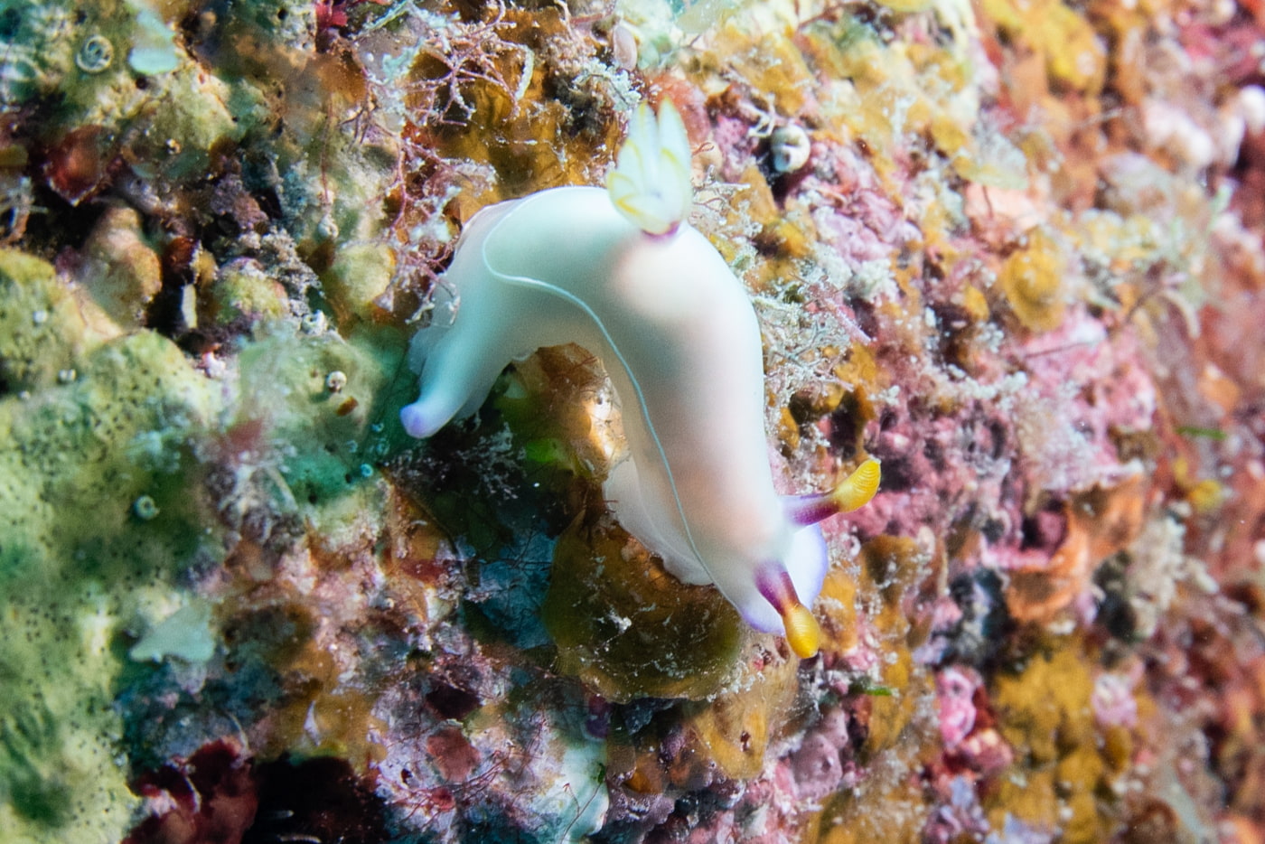 white sea slug