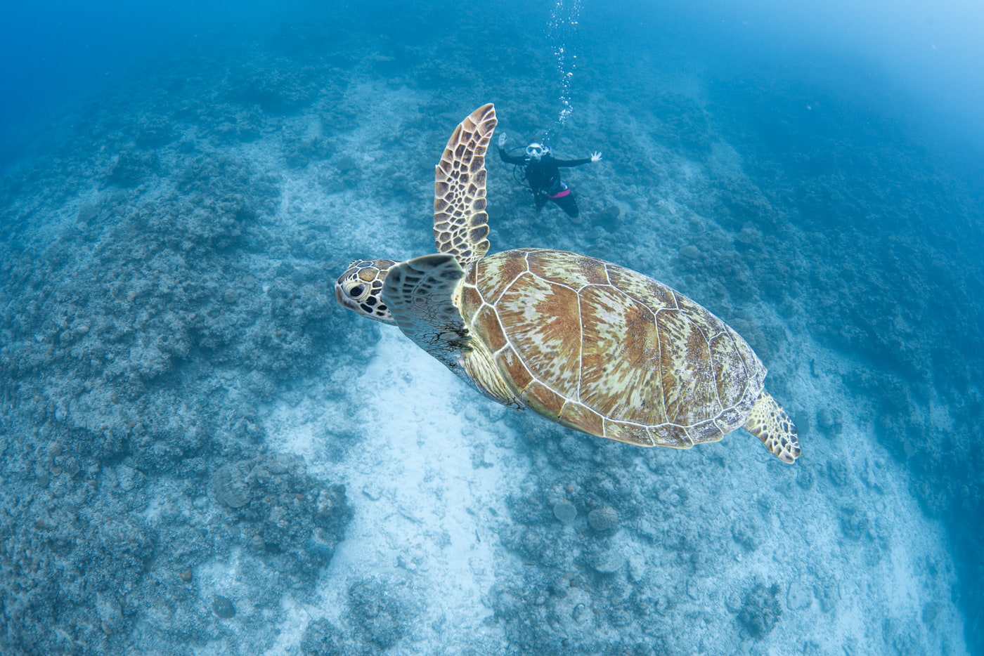 green sea turtle and guest