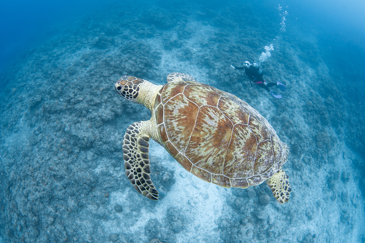 green sea turtle and guest