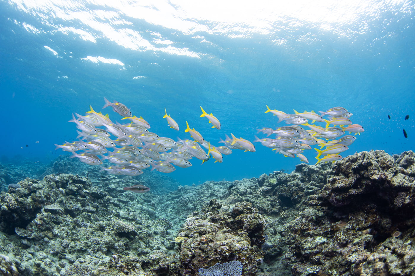 school of fish
