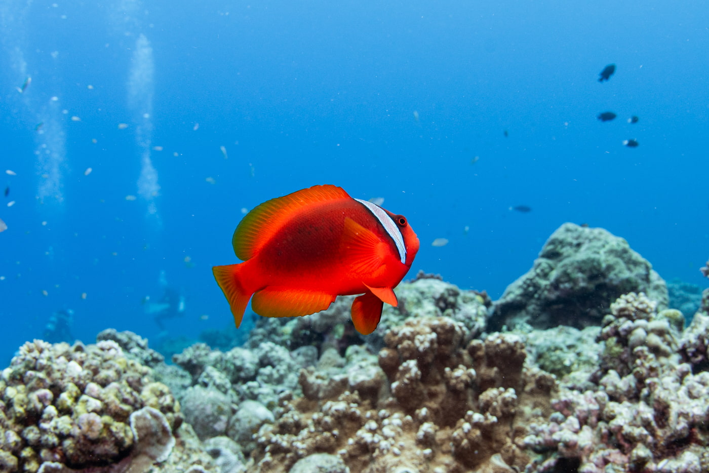 clownfish