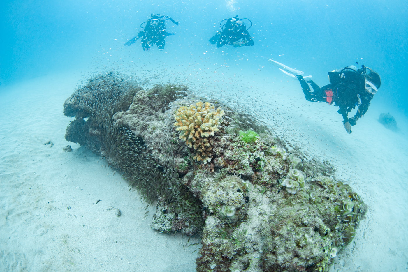 coral rock