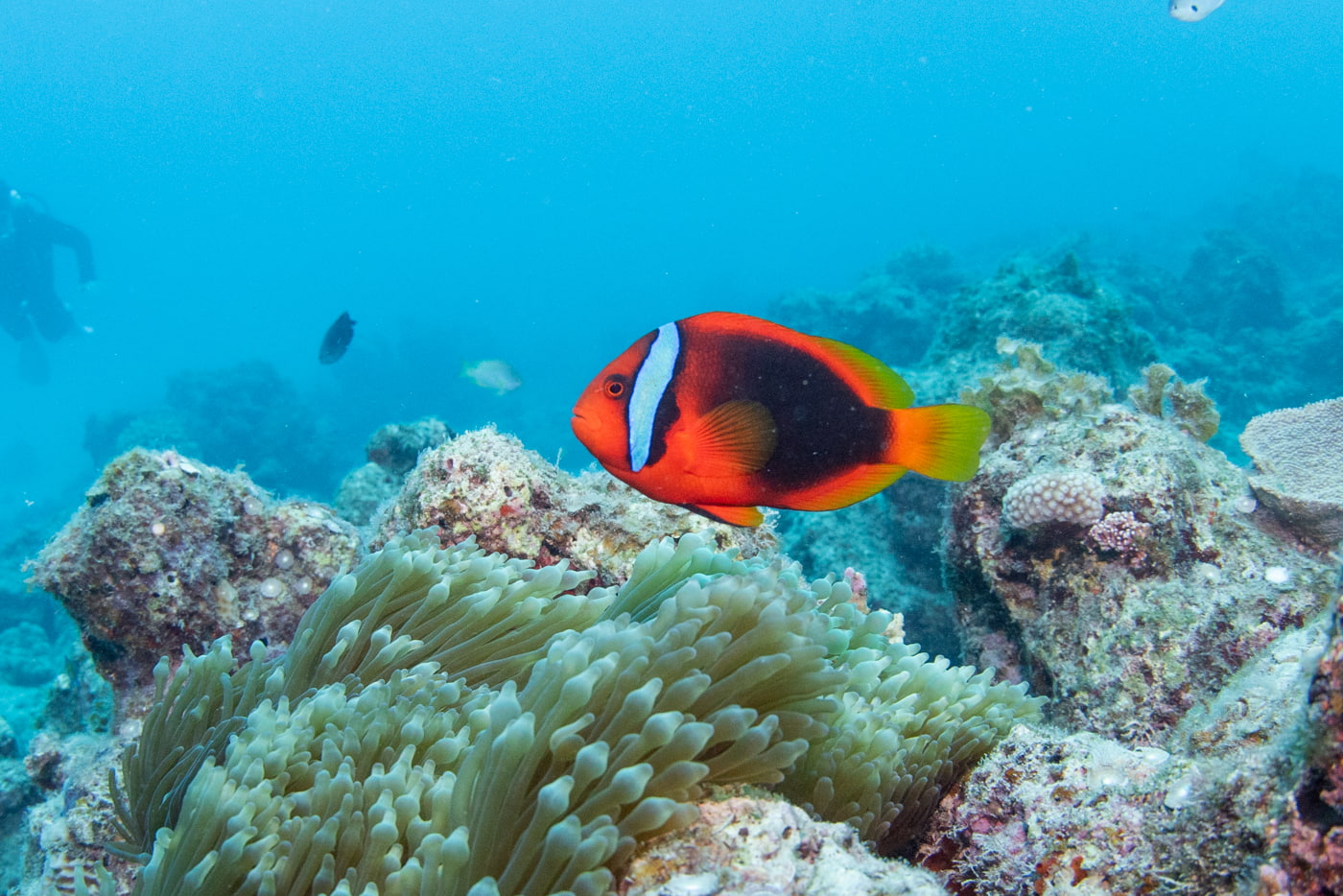clownfish